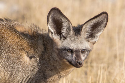 Portrait of desert fox