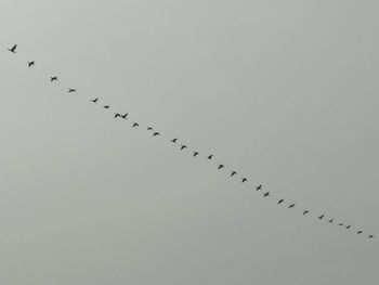 Low angle view of birds flying in the sky