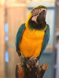 Close-up of parrot perching on wooden post