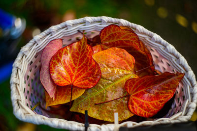 Close-up of food in basket