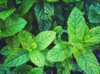 Full frame shot of green leaves - mint