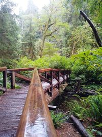 Footbridge amidst trees in forest