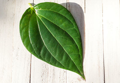 Close-up of green leaves against wall