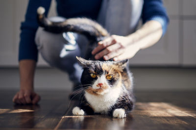 Man stroking his cute cat at home during sunny day. 