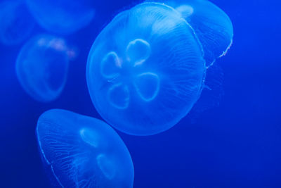 Close-up of jellyfish in aquarium