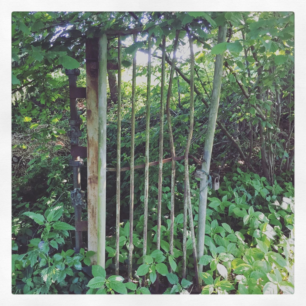 CLOSE-UP OF PLANTS IN THE FOREST