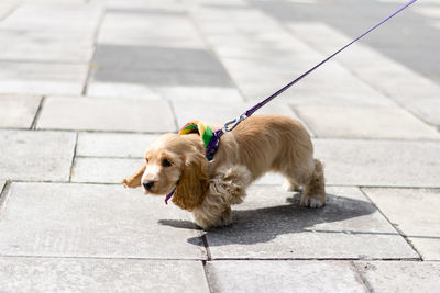 Two dogs on footpath