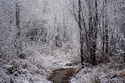 Bare tree in forest during winter