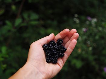 Close-up of hand holding fruit