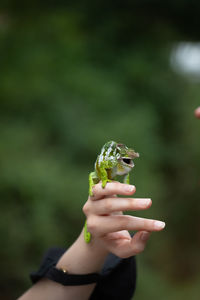 Cropped hand holding plant