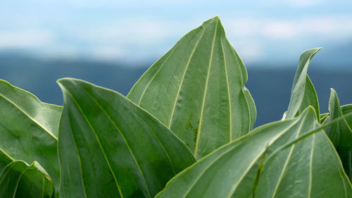 Close-up of green leaves