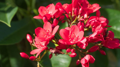 Close-up of pink flowers