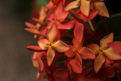 Close-up of red flowering plant