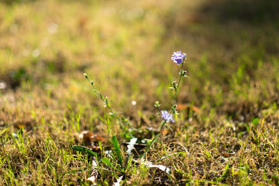 Close-up of purple flowers blooming on field