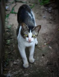 pet