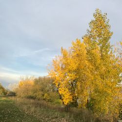 Autumn tree on landscape against sky