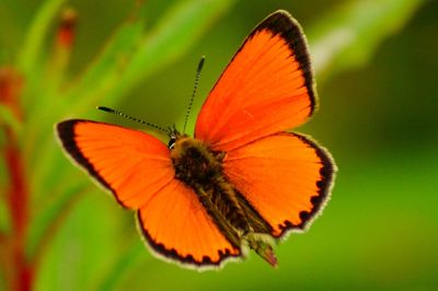 Close-up of butterfly pollinating on orange flower