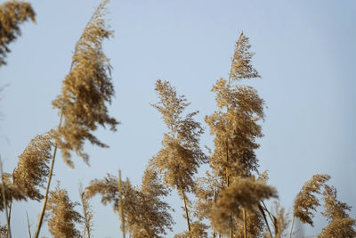 Low angle view of trees against clear blue sky