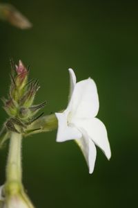 Close-up of white flowers