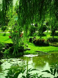 Reflection of trees in pond