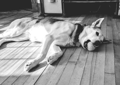 Close-up of dog sleeping on hardwood floor