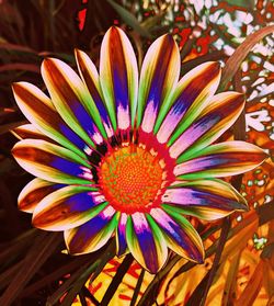 Close-up of purple flower