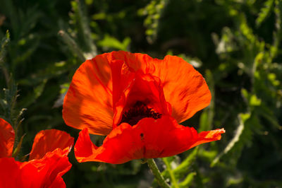 Close-up of orange poppy flower