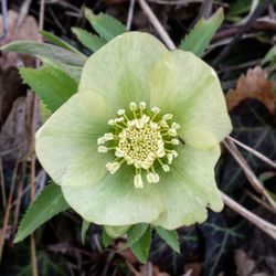 Close-up of flower blooming outdoors