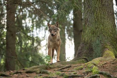 View of a dog on tree trunk