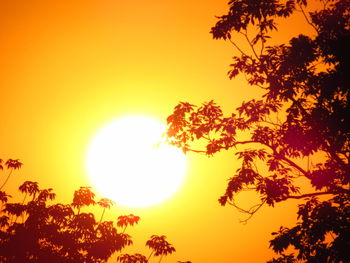 Low angle view of silhouette tree against orange sky