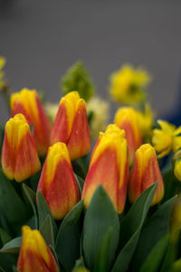 Close-up of yellow flowering plant