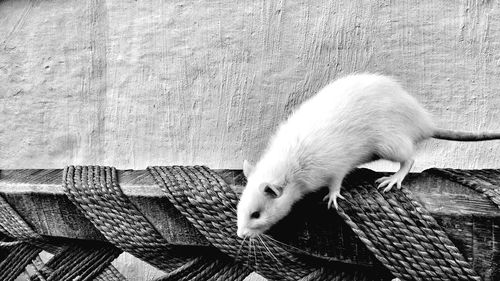 Close-up of white mouse against wall