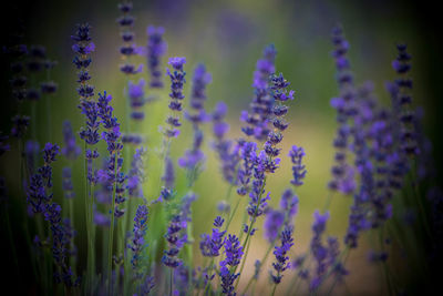 Close-up of purple flowering plant