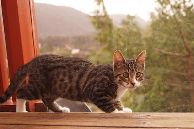 Portrait of cat on window