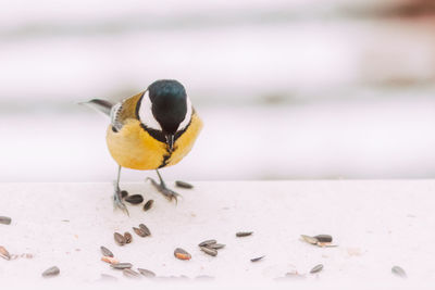 Close-up of bird perching