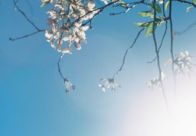 Low angle view of cherry blossom against clear sky