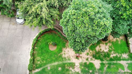 High angle view of plants against trees