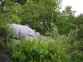 Plants and trees in the forest
