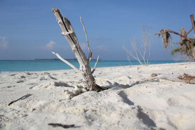 Driftwood on beach against sky