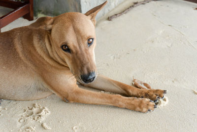 Close-up portrait of a dog