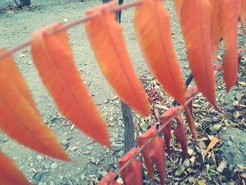 Close-up of red plant