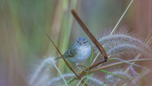 Close-up of bird perching on plant
