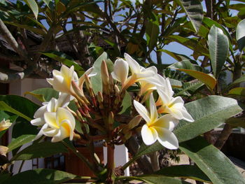 Close-up of flowers