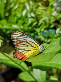 Close-up of butterfly pollinating flower