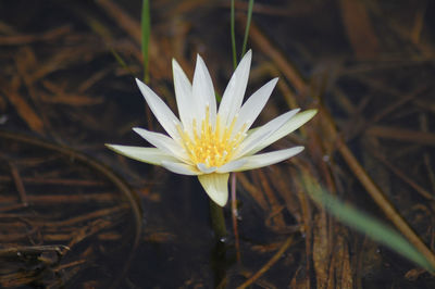 High angle view of white crocus flower on field