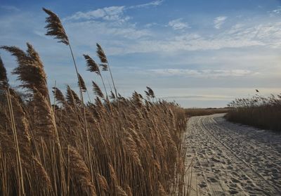 Plants growing on field against sky