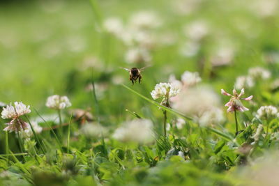 Honey bee pollinating on flower