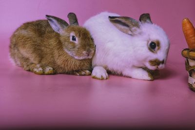 Close-up of a rabbit