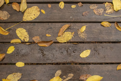 High angle view of yellow leaves on footpath