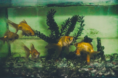 Close-up of fish swimming in aquarium